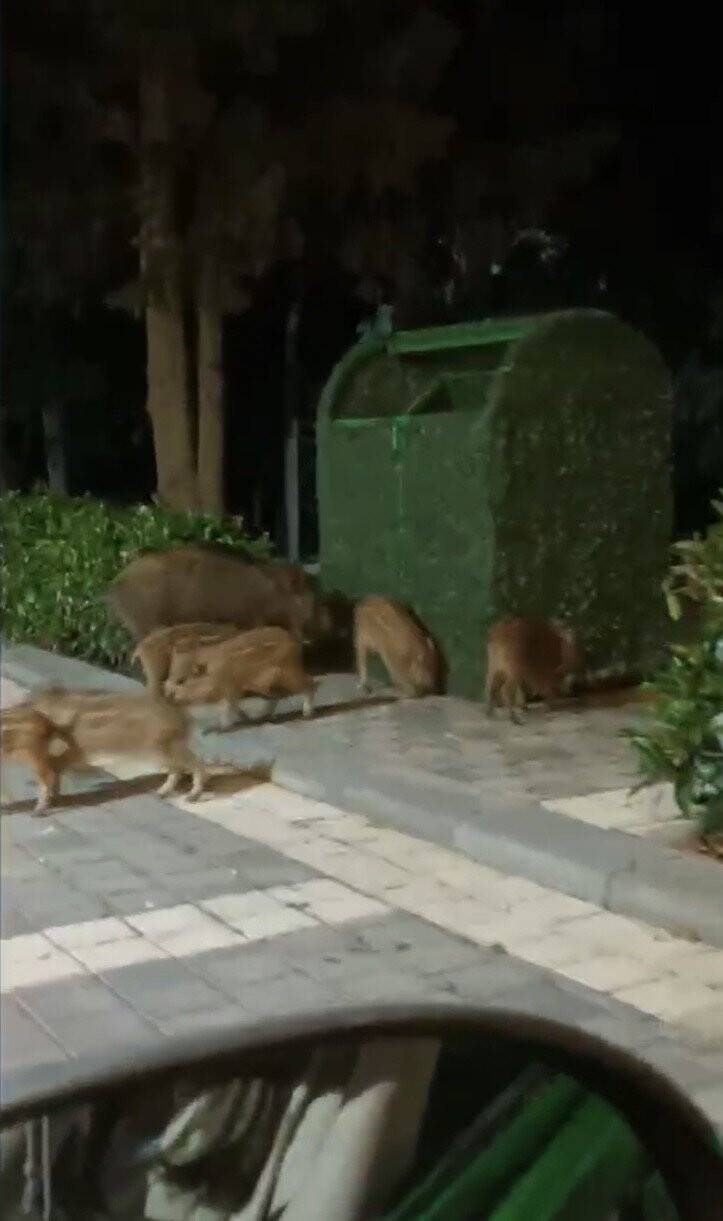 Piknik alanını basan domuzlar üredi