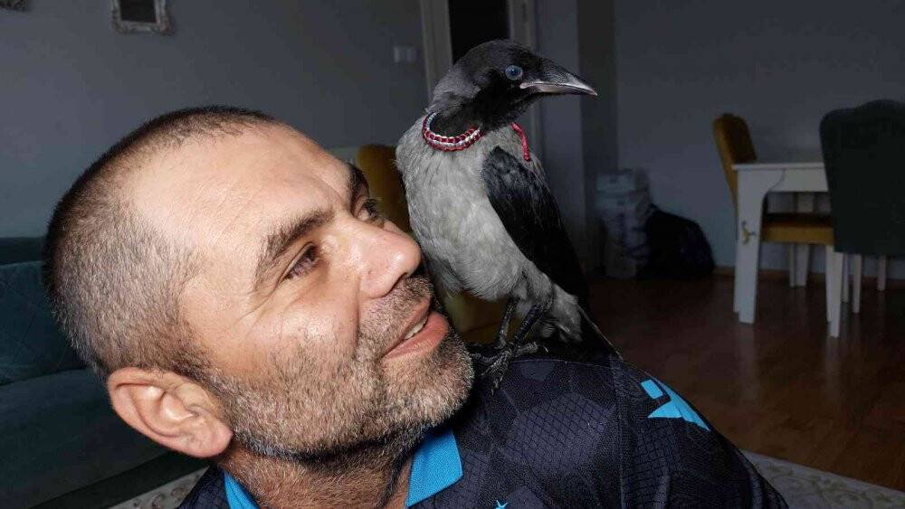 Arazide bulduğu yavru kargaya sahip çıktı, evinde bekliyor