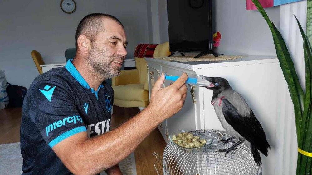 Arazide bulduğu yavru kargaya sahip çıktı, evinde bekliyor