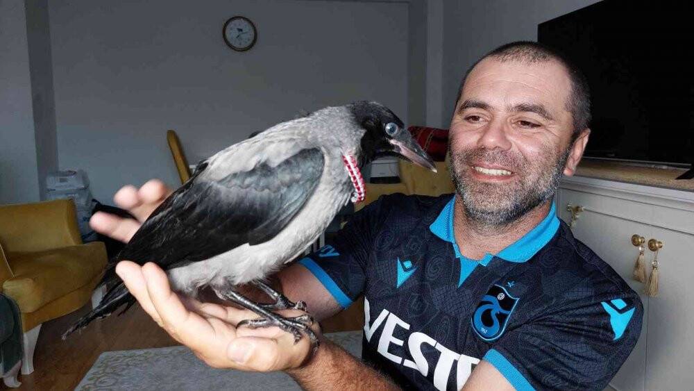 Arazide bulduğu yavru kargaya sahip çıktı, evinde bekliyor