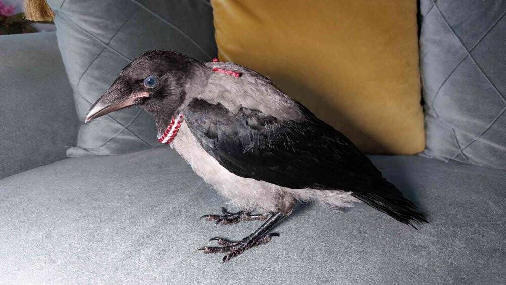 Arazide bulduğu yavru kargaya sahip çıktı, evinde bekliyor