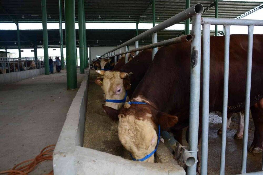 Kurbanlık hayvanlar pazardaki yerlerini aldı