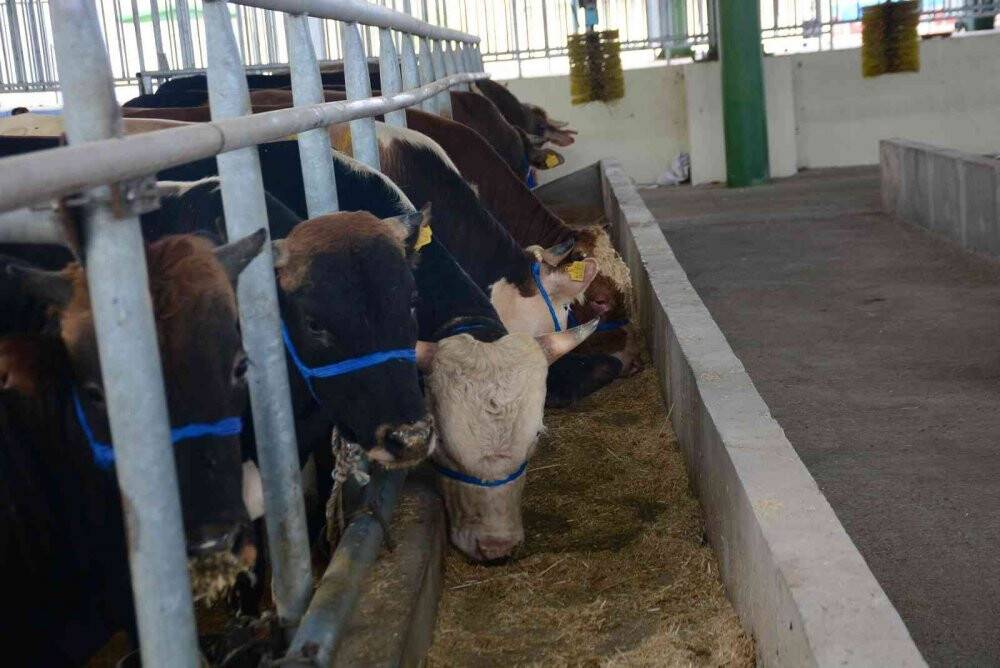 Kurbanlık hayvanlar pazardaki yerlerini aldı