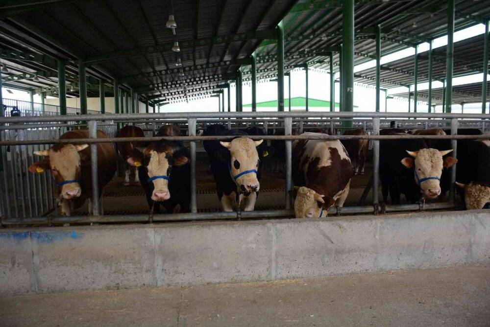 Kurbanlık hayvanlar pazardaki yerlerini aldı