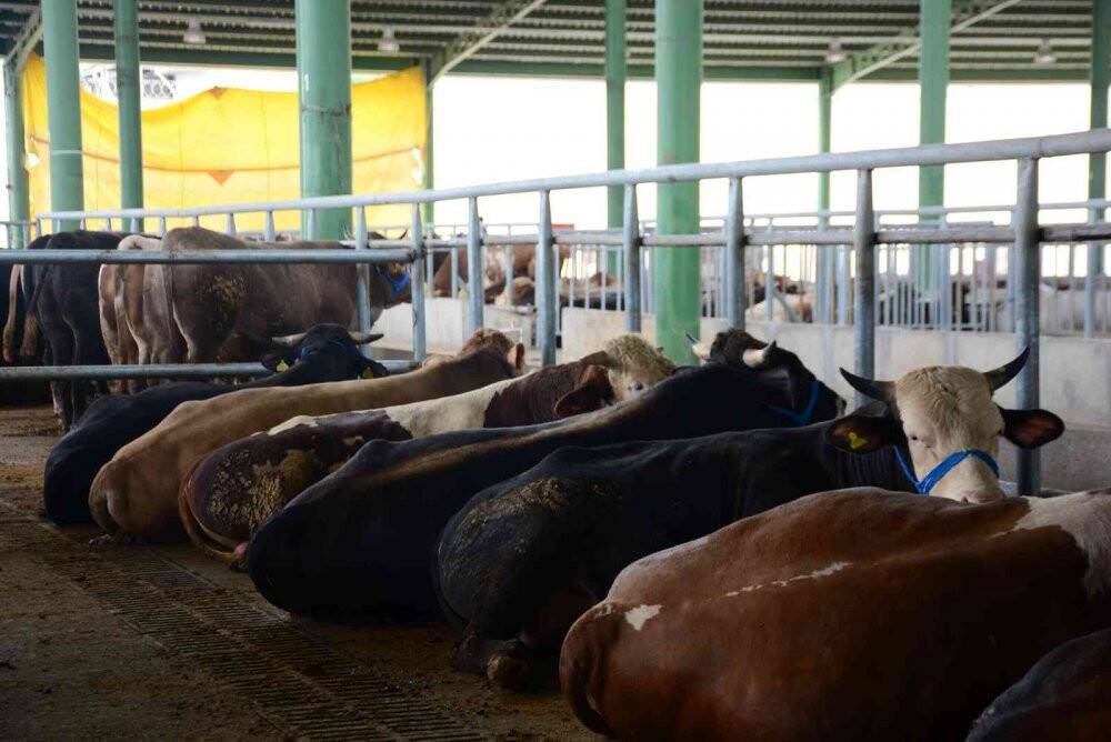 Kurbanlık hayvanlar pazardaki yerlerini aldı