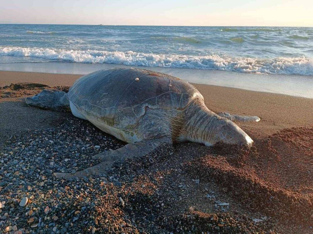 Hatay’da 2 deniz kaplumbağası sahile vurdu