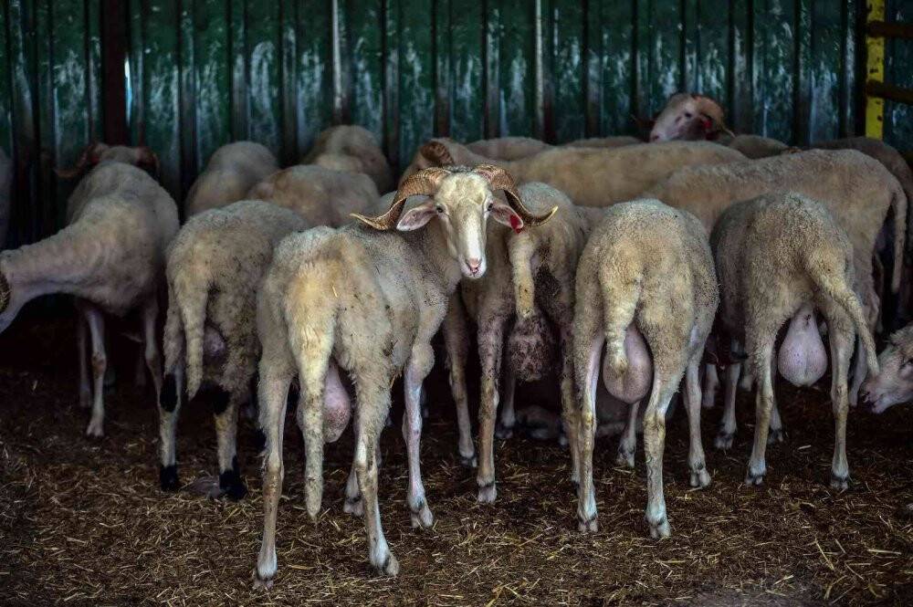 2 yıl sonra pandemisiz ilk Kurban Bayramı, satıcı ile alıcılar el sıkışarak pazarlık yapacak