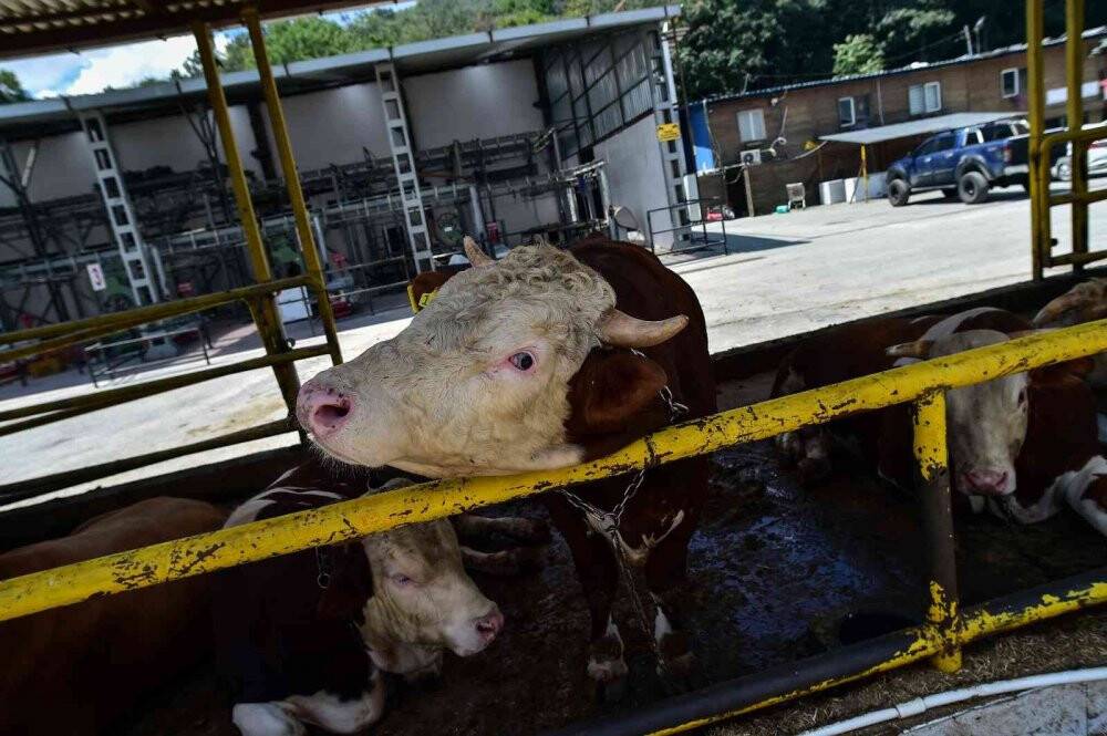 2 yıl sonra pandemisiz ilk Kurban Bayramı, satıcı ile alıcılar el sıkışarak pazarlık yapacak