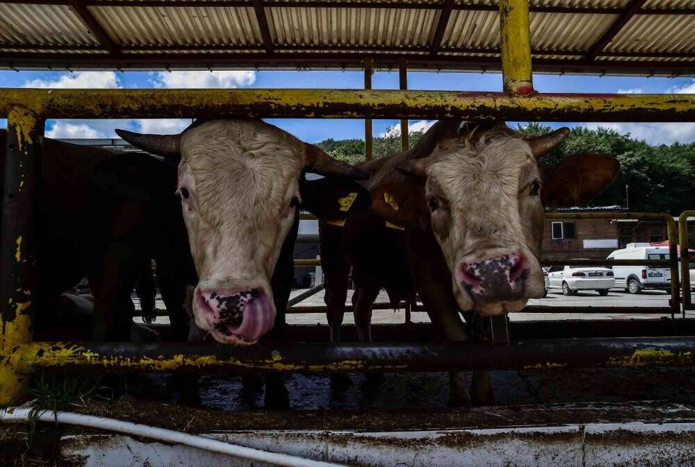 2 yıl sonra pandemisiz ilk Kurban Bayramı, satıcı ile alıcılar el sıkışarak pazarlık yapacak