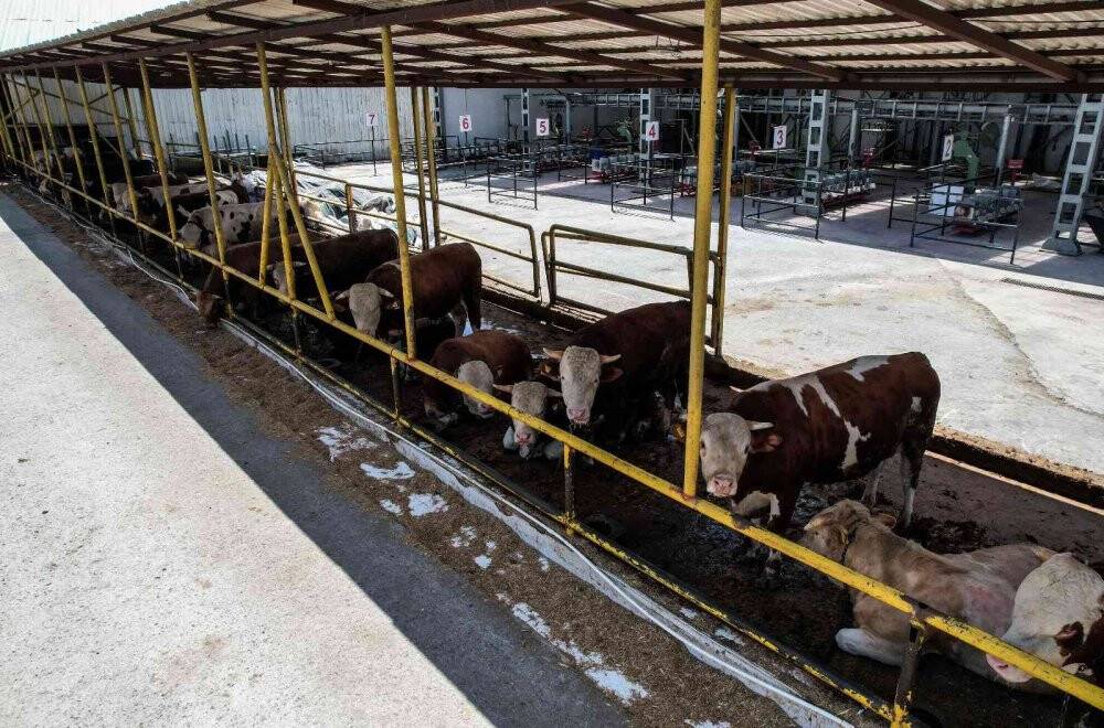 2 yıl sonra pandemisiz ilk Kurban Bayramı, satıcı ile alıcılar el sıkışarak pazarlık yapacak