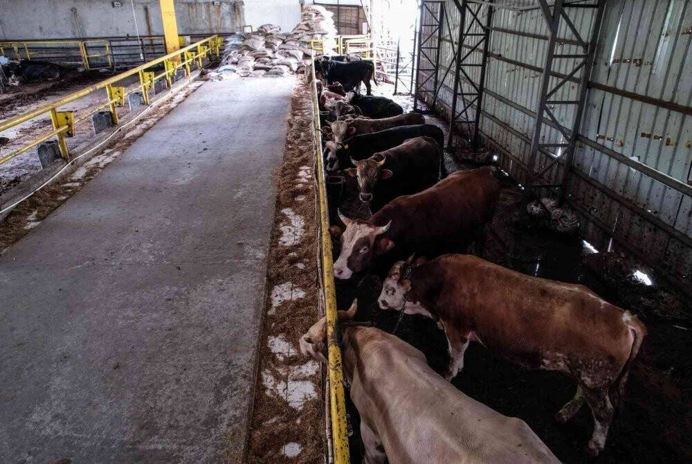 2 yıl sonra pandemisiz ilk Kurban Bayramı, satıcı ile alıcılar el sıkışarak pazarlık yapacak