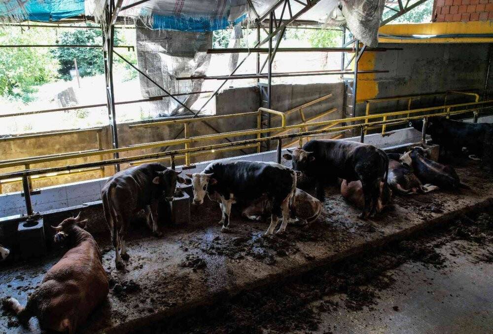 2 yıl sonra pandemisiz ilk Kurban Bayramı, satıcı ile alıcılar el sıkışarak pazarlık yapacak