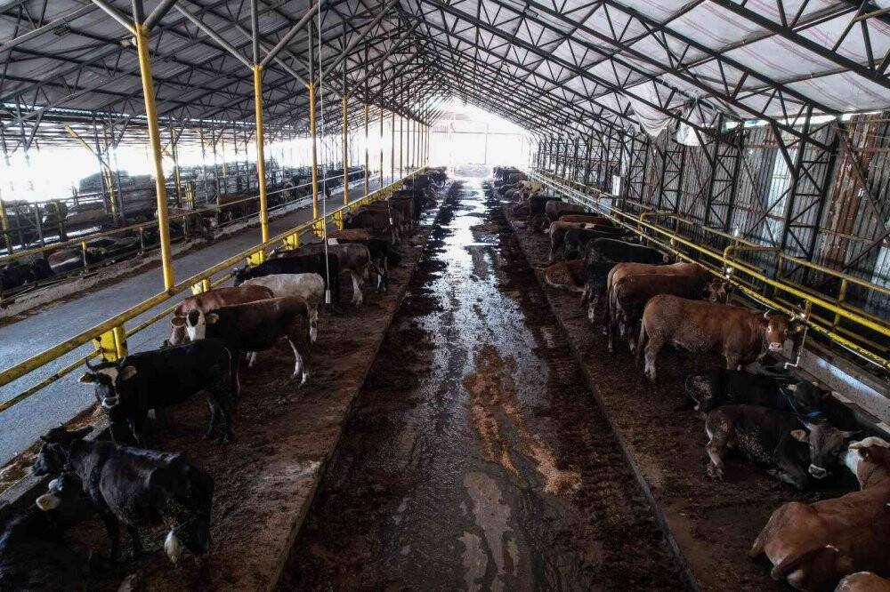 2 yıl sonra pandemisiz ilk Kurban Bayramı, satıcı ile alıcılar el sıkışarak pazarlık yapacak