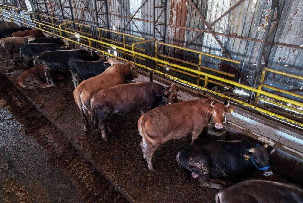 2 yıl sonra pandemisiz ilk Kurban Bayramı, satıcı ile alıcılar el sıkışarak pazarlık yapacak