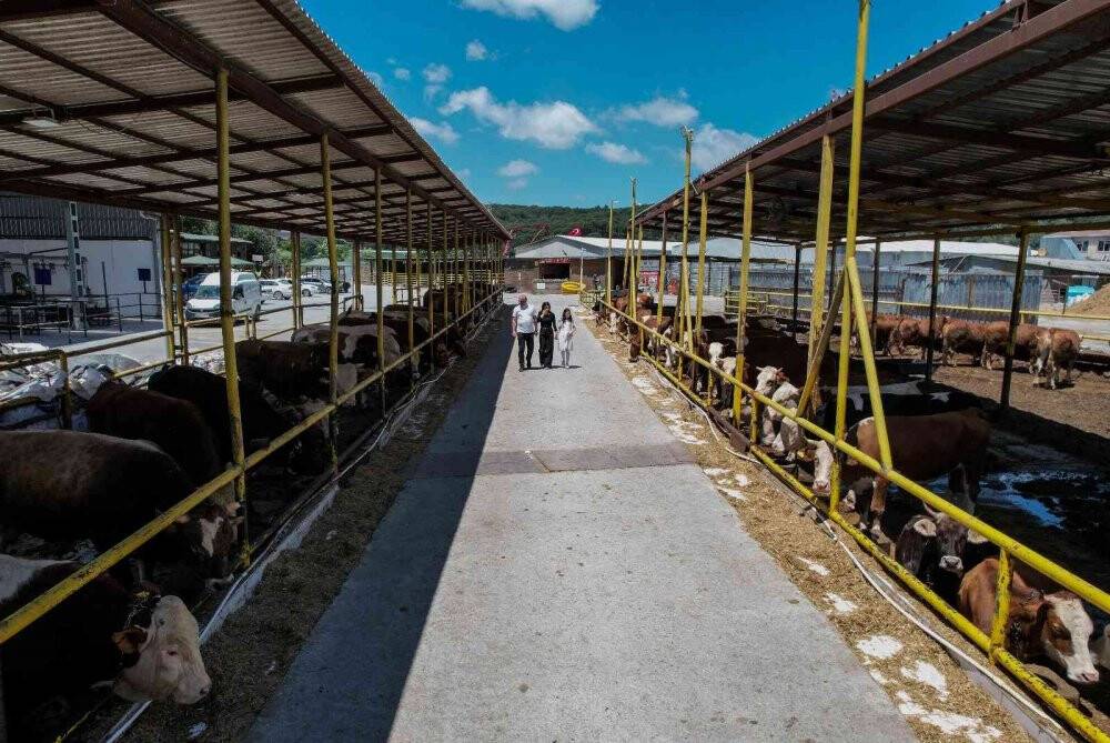 2 yıl sonra pandemisiz ilk Kurban Bayramı, satıcı ile alıcılar el sıkışarak pazarlık yapacak