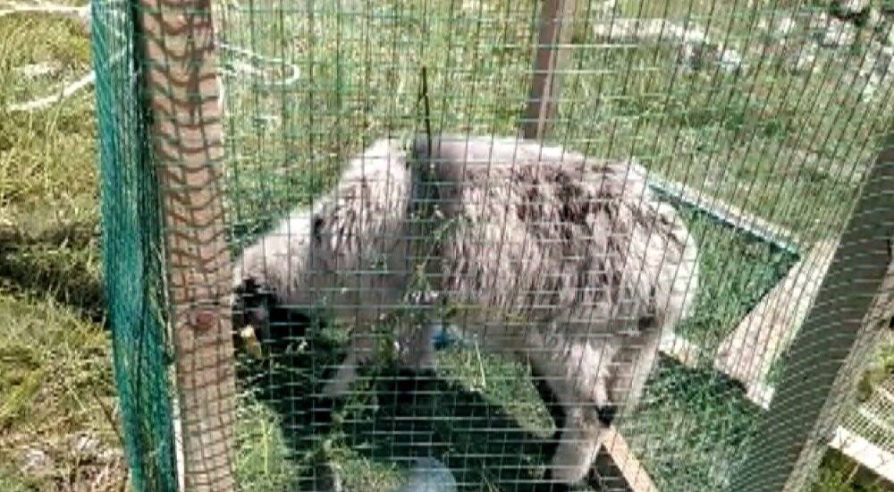 Definecilerin kazdığı kuyuya düşen kuzu iki gün süren uğraş sonunda kurtarıldı