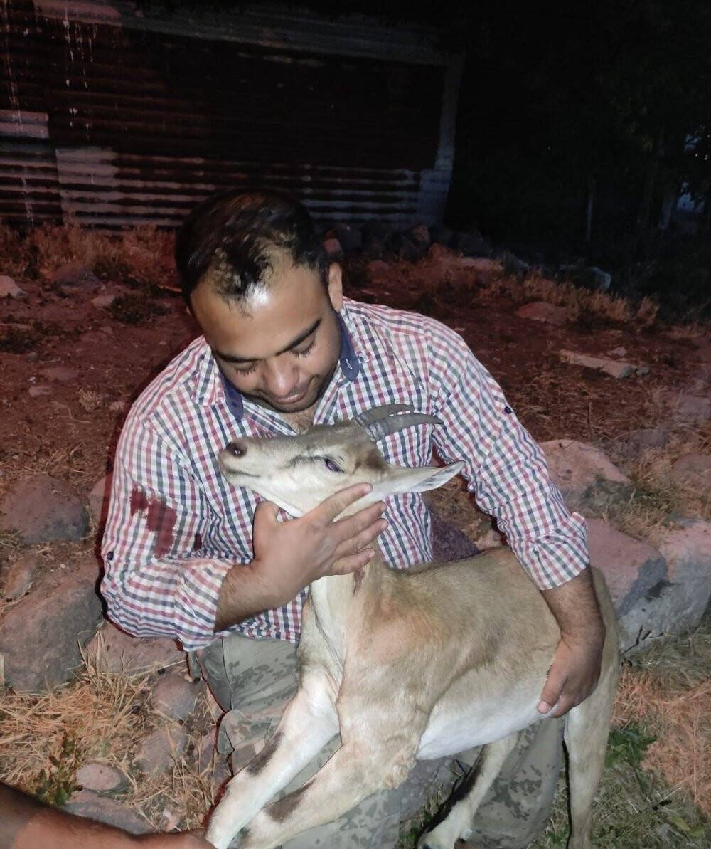 Köpeklerin saldırdığı yavru dağ keçisini vatandaşlar kurtardı