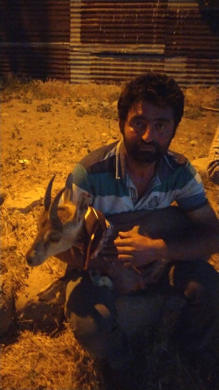 Köpeklerin saldırdığı yavru dağ keçisini vatandaşlar kurtardı