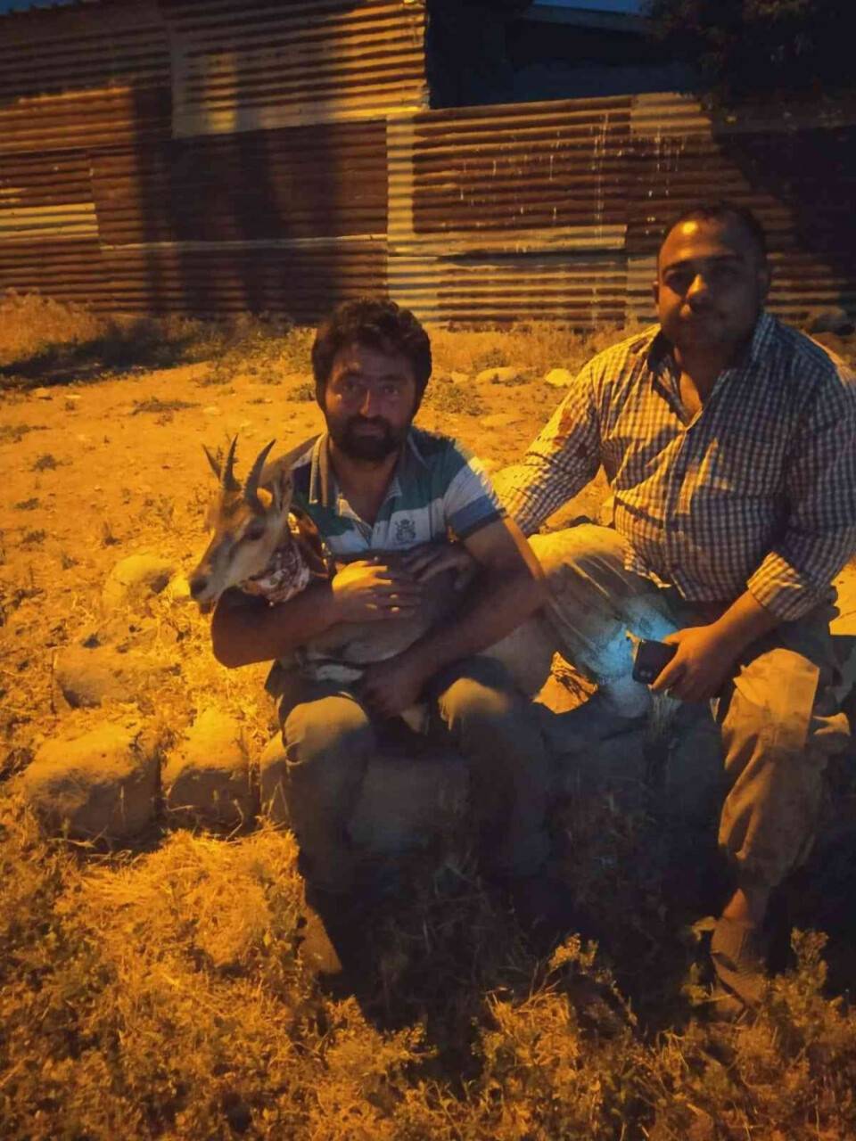 Köpeklerin saldırdığı yavru dağ keçisini vatandaşlar kurtardı