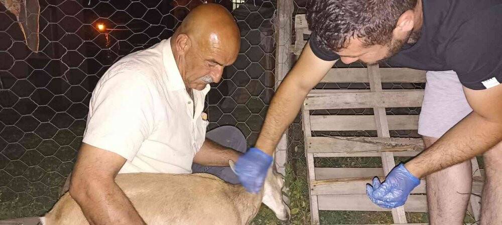 Köpeklerin saldırdığı yavru dağ keçisini vatandaşlar kurtardı