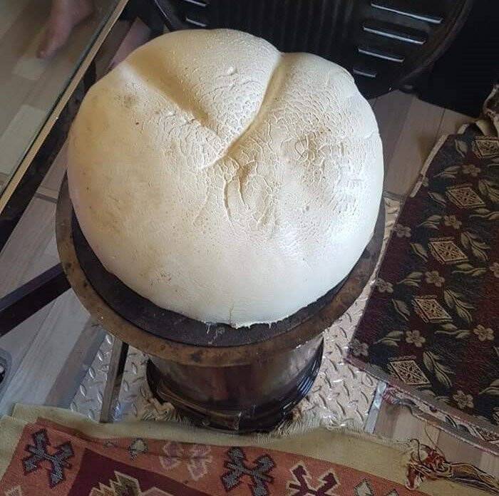 Dev mantar Guinness Rekorlar Kitabına aday