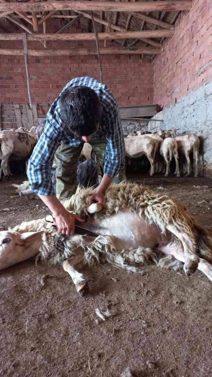 Koyunlar asırlardır aynı yöntemle kırkılıyor