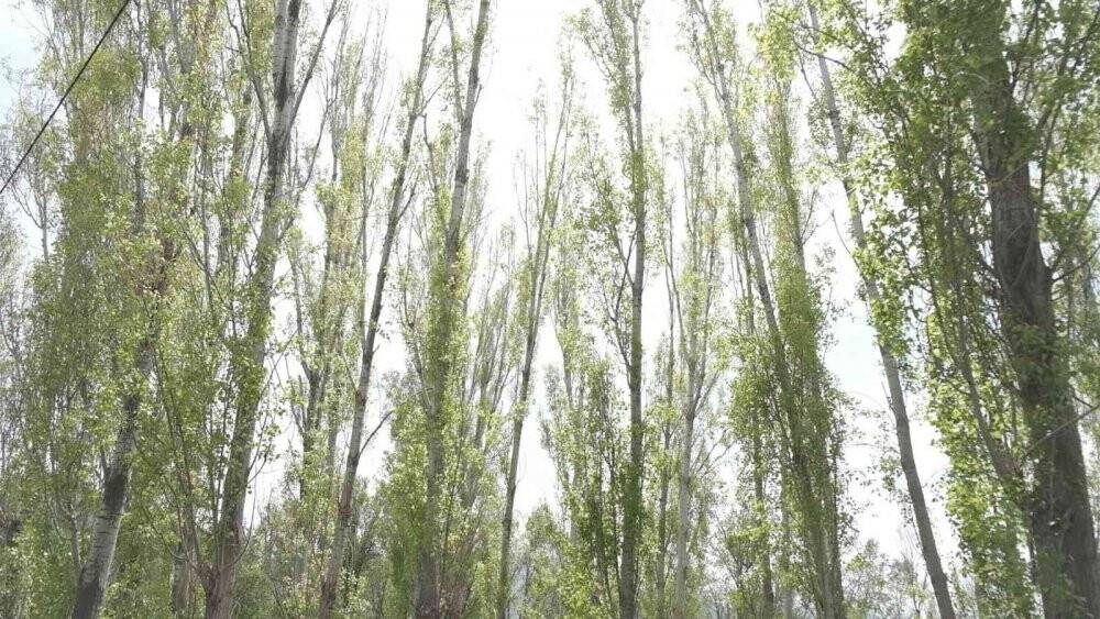 Polen alerjisine dikkat