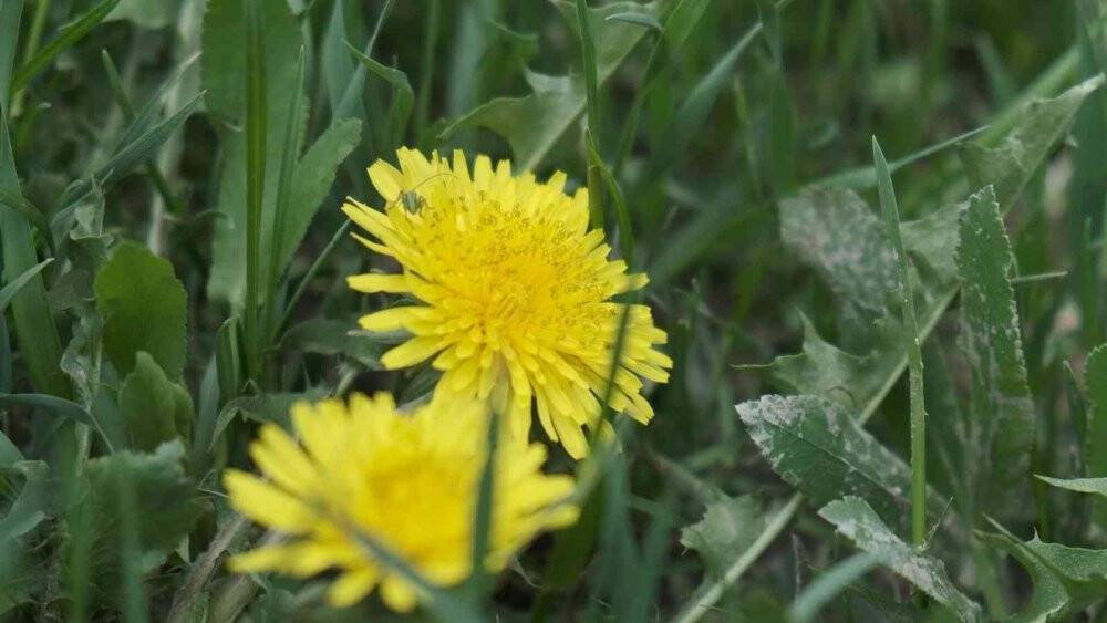 Polen alerjisine dikkat