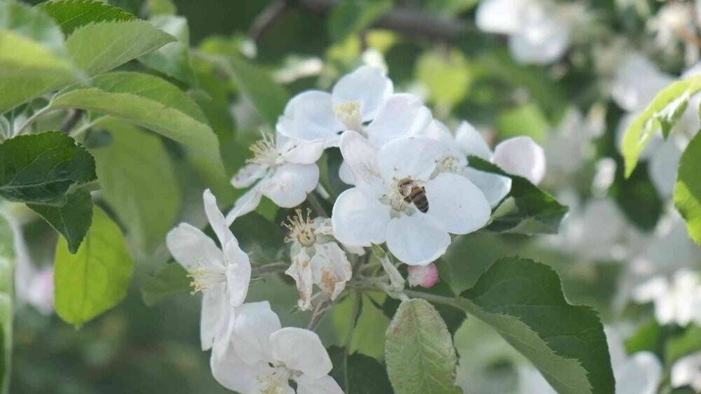 Polen alerjisine dikkat
