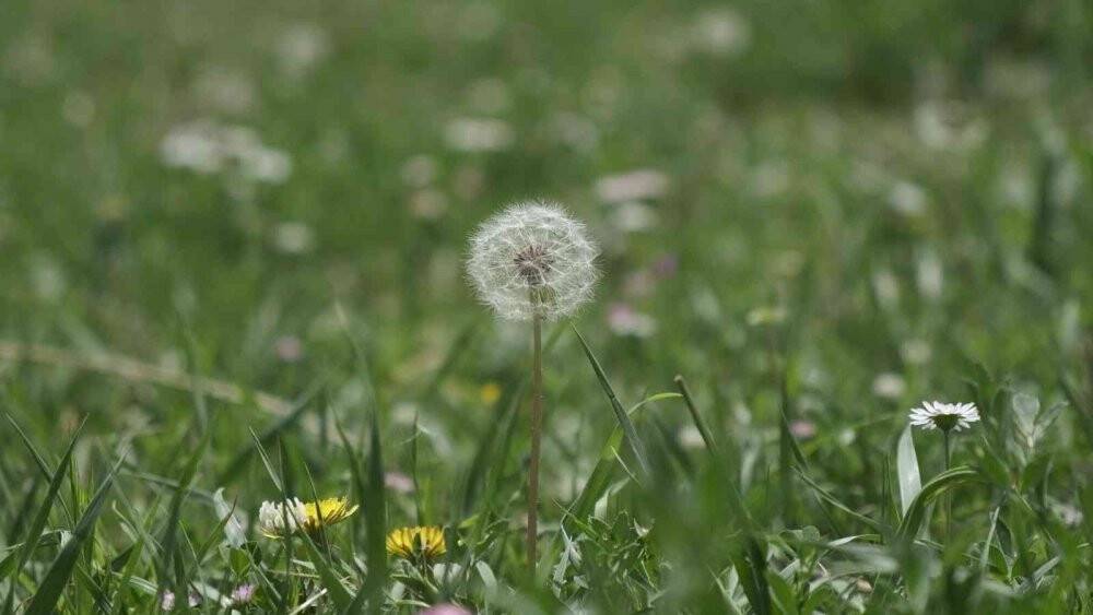 Polen alerjisine dikkat