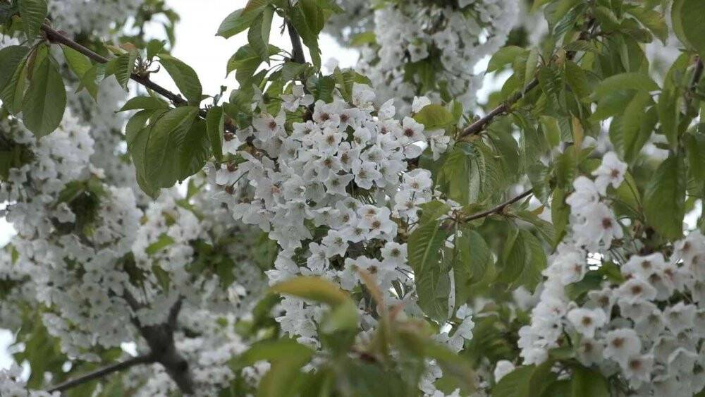 Polen alerjisine dikkat