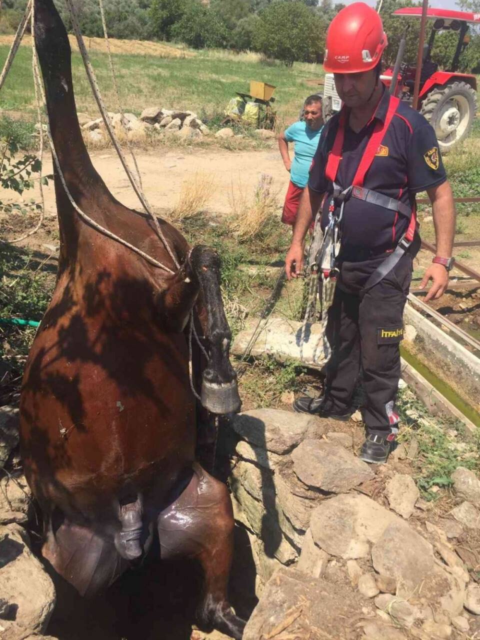 Domuzun saldırdığı yarış atı telef oldu
