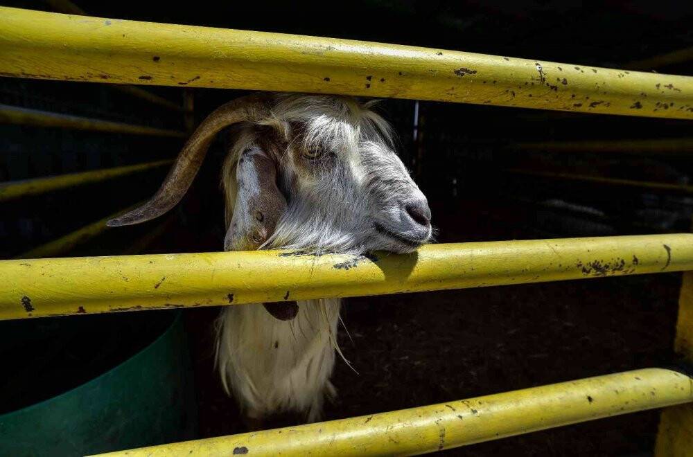 İstanbul’da Kurban Bayramı için çadırlar kuruluyor