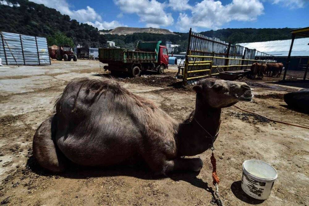 İstanbul’da Kurban Bayramı için çadırlar kuruluyor