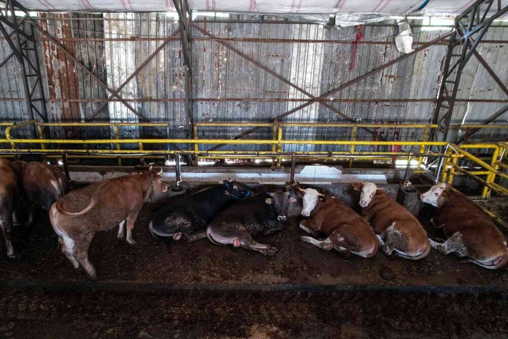 İstanbul’da Kurban Bayramı için çadırlar kuruluyor