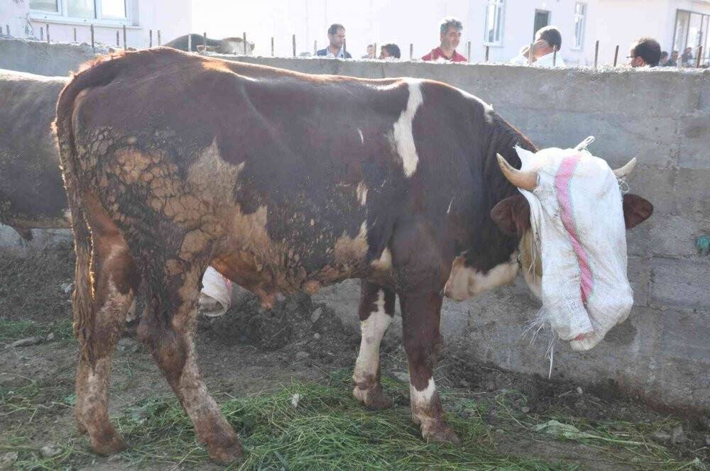 Kars’ta kurbanlıklar satışa çıktı