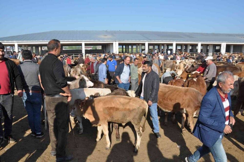Kars’ta kurbanlıklar satışa çıktı