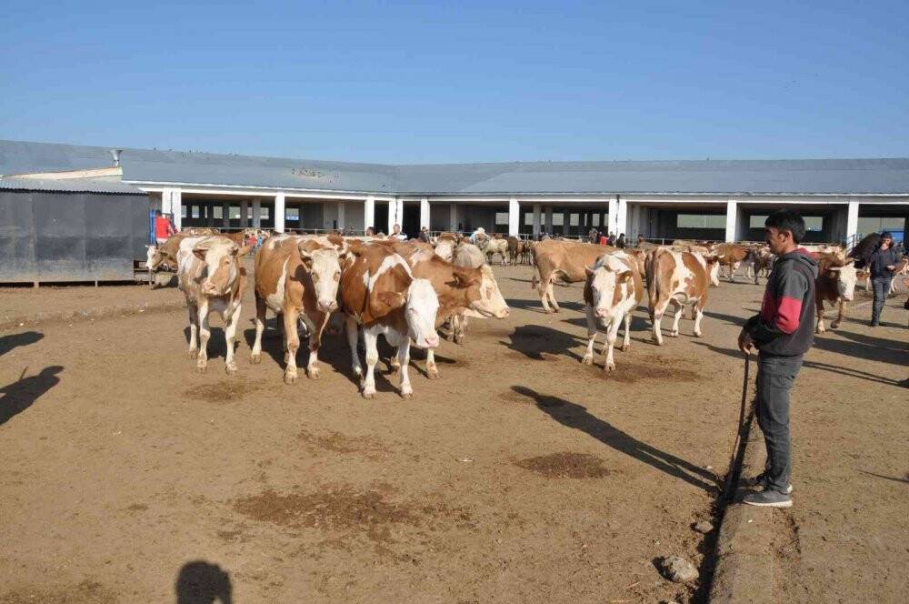 Kars’ta kurbanlıklar satışa çıktı