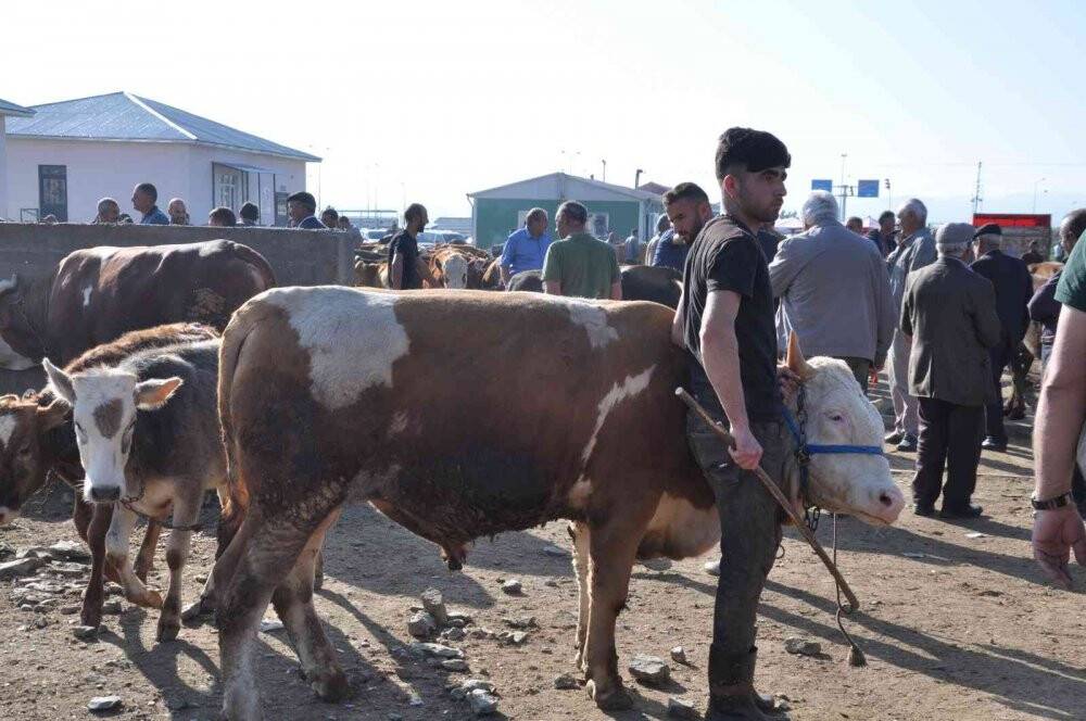 Kars’ta kurbanlıklar satışa çıktı