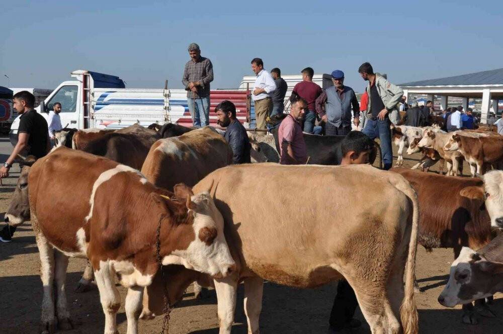Kars’ta kurbanlıklar satışa çıktı