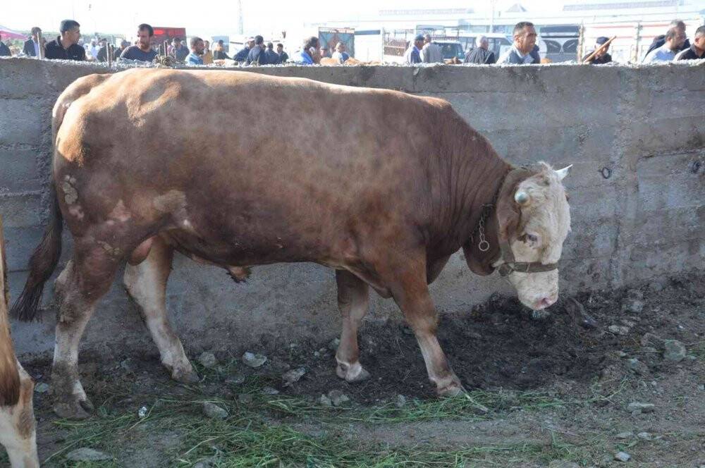 Kars’ta kurbanlıklar satışa çıktı