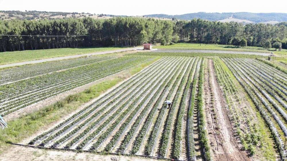 "Kendin topla, kendin tart, ücretini kovaya bırak"