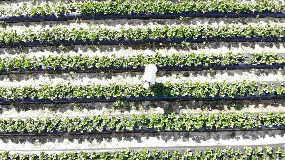 "Kendin topla, kendin tart, ücretini kovaya bırak"