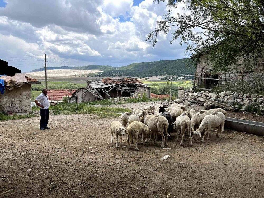 Vefakar koç dağı taşı aşıp eski sahibine geldi