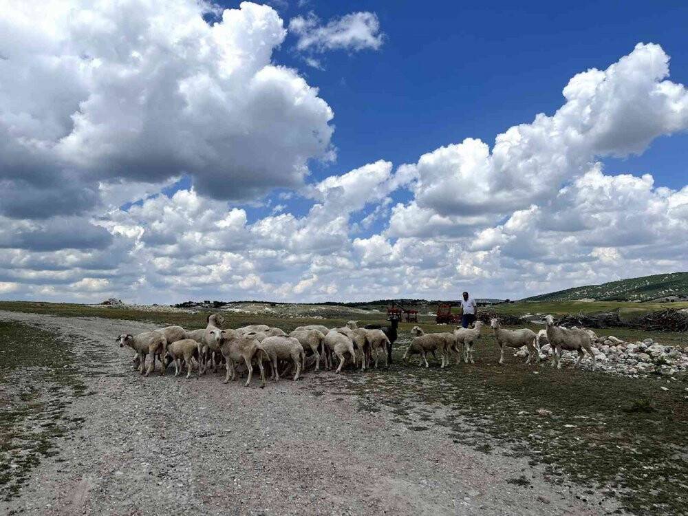 Vefakar koç dağı taşı aşıp eski sahibine geldi