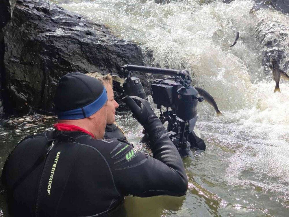 İnci kefalinin dönüş yolculuğu su altında görüntülendi