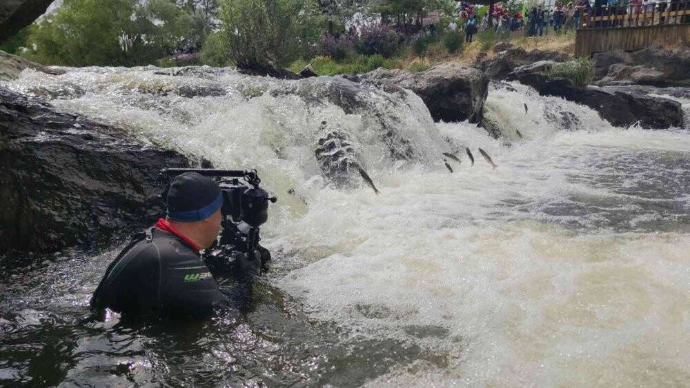 İnci kefalinin dönüş yolculuğu su altında görüntülendi