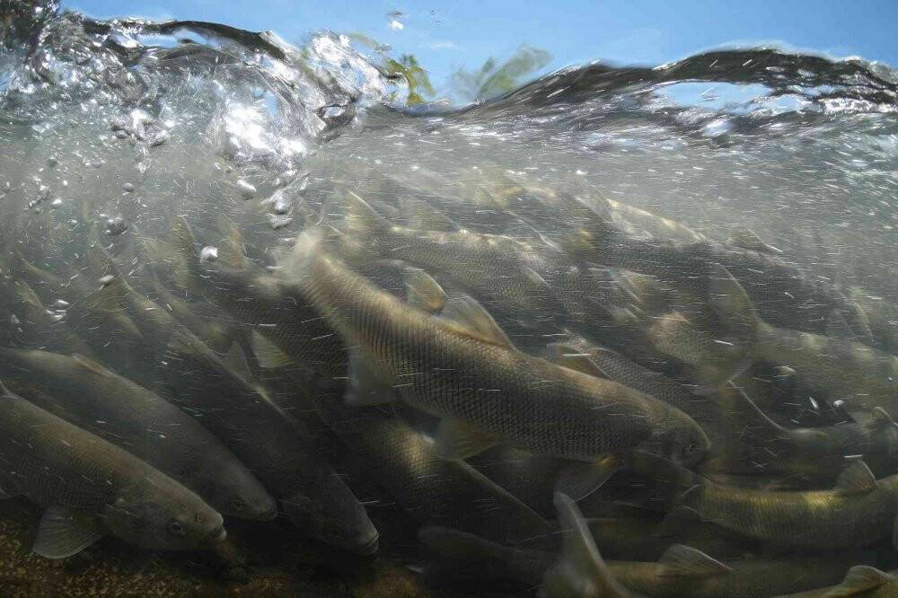 İnci kefalinin dönüş yolculuğu su altında görüntülendi
