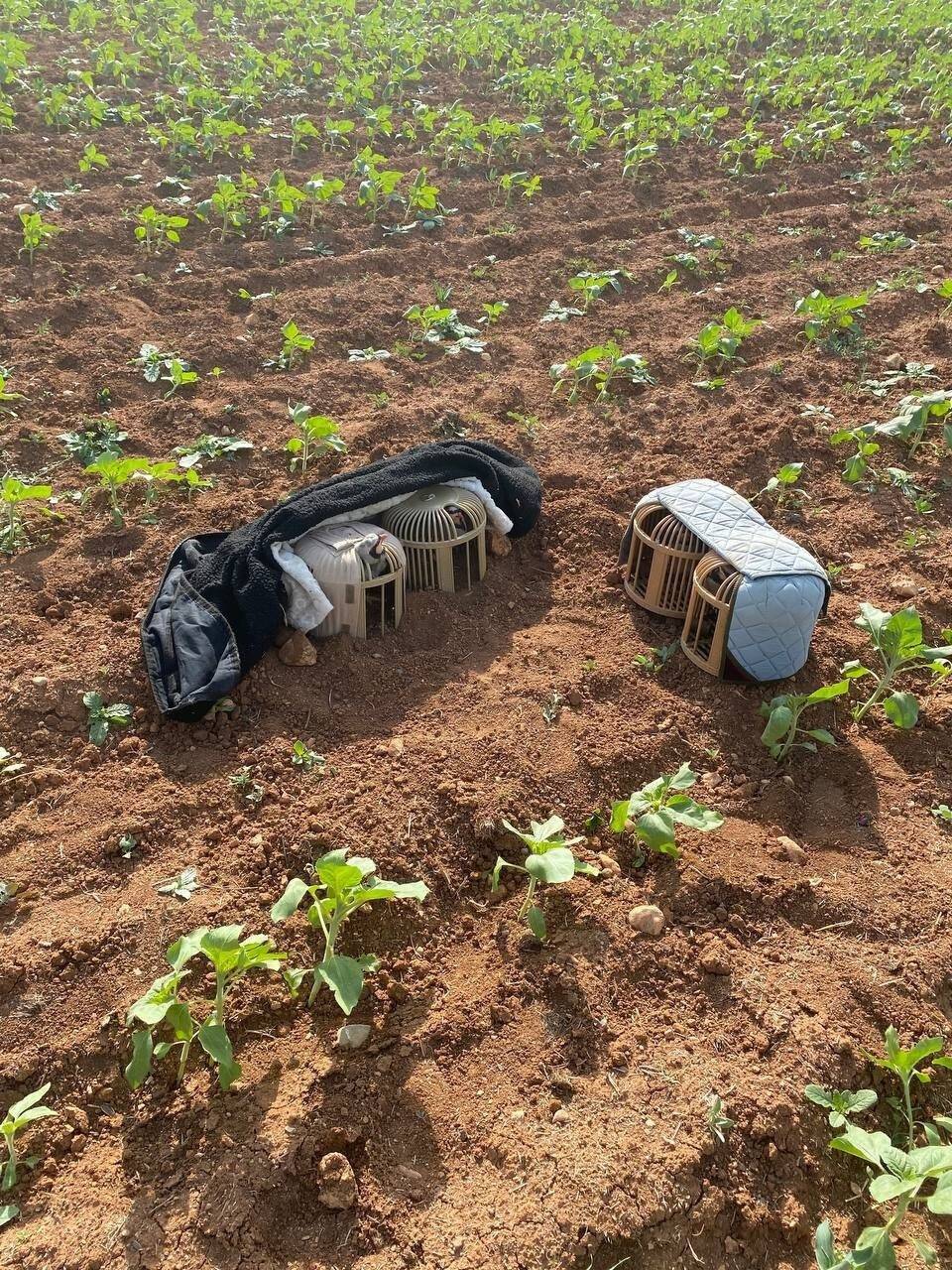 Kaçak keklik avına 10 bin lira ceza