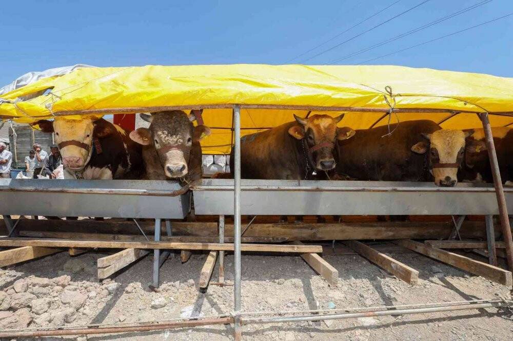 Kurban satış alanında çadırlar kurulmaya başlandı